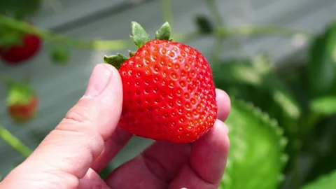 Picking strawberries. 스톡 동영상 274226019