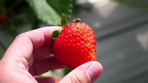 Picking strawberries. 스톡 동영상 274226061