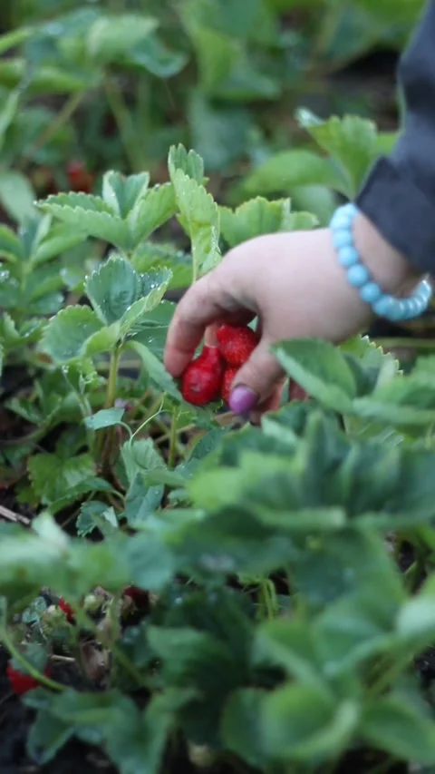 Picking strawberries Stock Footage 276239679