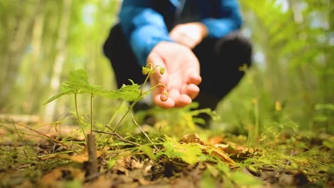 Picking strawberries in the forest. A man removes one strawberry from a branc Stock Footage 140483335