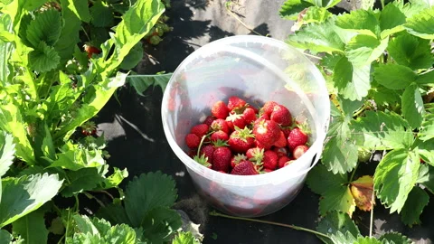 Picking strawberries in the garden, top view. Planting and harvesting. Stock Footage 134456468