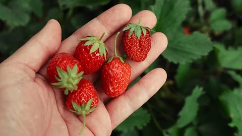 Picking strawberries, hand holding a pile of ripe fresh strawberries Stock Footage 340334147