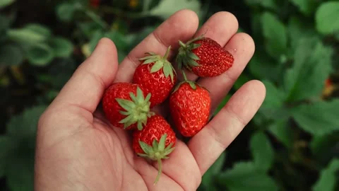 Picking strawberries, hand holding a pile of ripe fresh strawberries Stock Footage 340334160