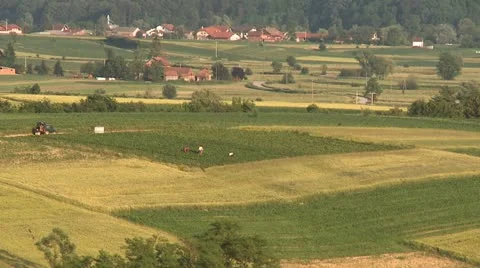 Picking strawberries landscape 1 Video stock 22226641