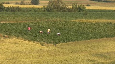 Picking strawberries landscape 2 Stock Footage 22226673
