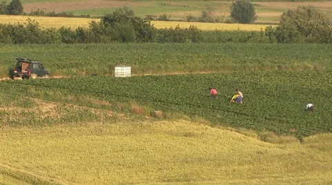 Picking strawberries landscape 3 Vídeos de archivo 22226809