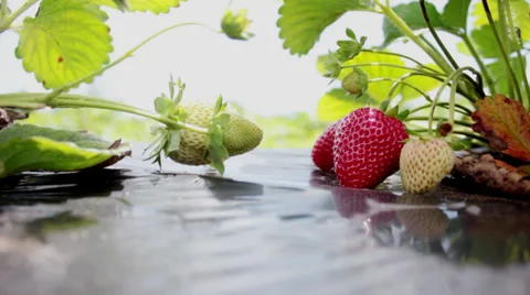 Picking strawberries at a local pick your own fruit farm plantation in Brazil. Stock Footage 33701979