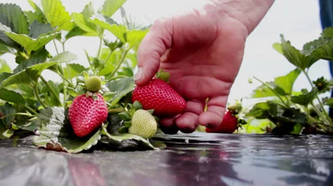 Picking strawberries at a local pick your own fruit farm plantation in Brazil. Видео 33702049