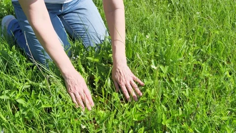 Picking strawberries. A man is looking for a berry. Stock Footage 197081826