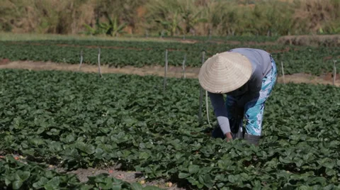 Picking Strawberries in Vietnam Stock Footage 35559338