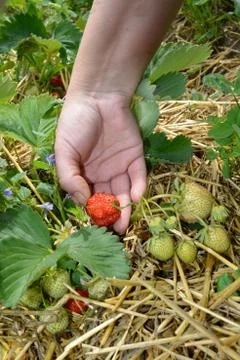Picking up strawberry from field Stock Photos