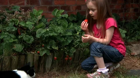 Picking strawberry Stock Footage 22666550
