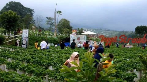 Picking strawberry Stock Footage 244582738