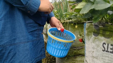 Picking the strawberry fruit Stock-Footage 95139771