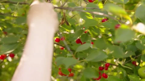 Picking sweet cherries. Close up of fresh and ripe cherries picking from a Stock Footage 245839259