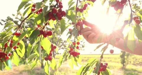 Picking sweet cherries in the orchard at sunset, slow motion Видео 336983684