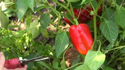 Picking sweet pepper from the bed. hands close-up. Slow motion Stock Footage 80052052