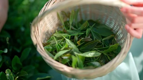Picking tea Stock Footage 271611261