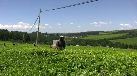 Picking tea by hands Stock Footage 700224