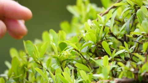 Picking tea leaf Stock Footage 63477237