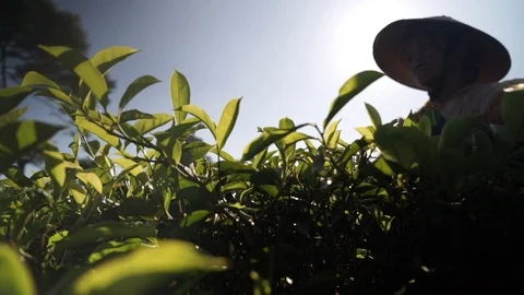Picking tea leaves Stock Footage 100363577