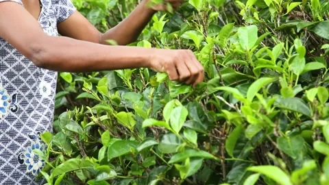 Picking Tea Leaves Stock-Footage 288231426