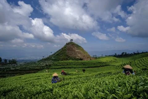 Picking tea in a tea plantation with a dramatic backdrop of hills and clouds Stock Photos