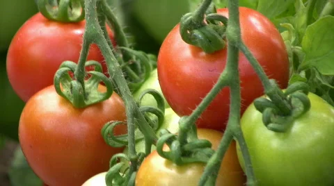 Picking tomato Stock Footage 495450
