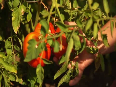 Picking Tomato 스톡 동영상 12425115