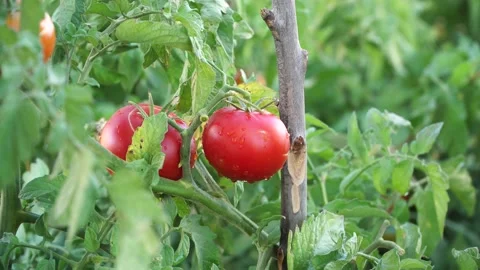 Picking a Tomato Stock Footage 134390554
