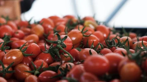 Picking up a tomato Stock Footage 288336342