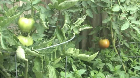 Picking tomato from the garden Video stock 11530694