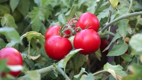 Picking a Tomato From the Garden Stock Footage 134390761