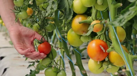 Picking tomato in greenhouse - close up Stock Footage 56855720