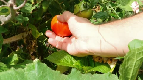 Picking tomato, man picking tomatoes from the branch Stock Footage 163149276
