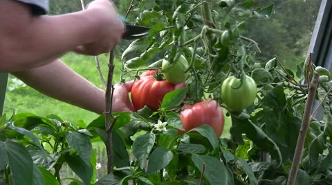 Picking tomato with secateurs Video stock 882276