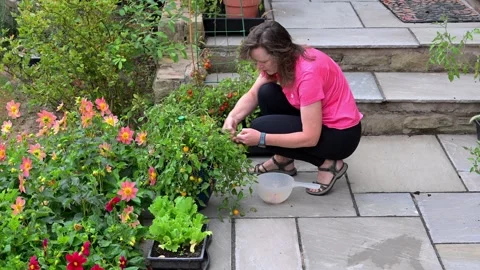 Picking tomatoes in August, 2025 Stock Footage 321460082