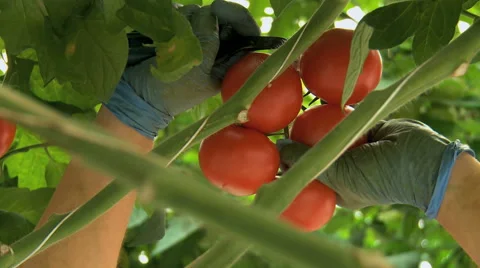 Picking tomatoes - Close up 1 Stock Footage 40608841
