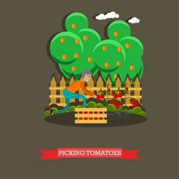 Picking tomatoes concept vector illustration in flat style Stock Illustration