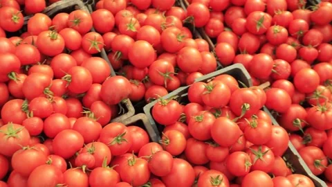 Picking tomatoes on the farm Stock Footage 144441364
