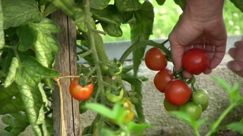 Picking tomatoes Stock Footage 494247