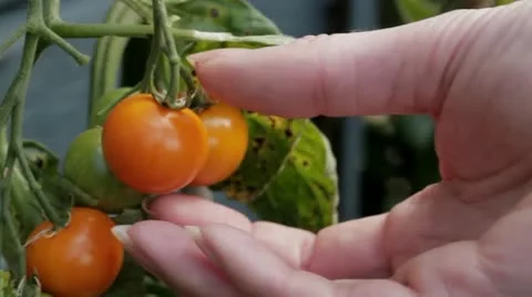 Picking Tomatoes Stock Footage 11955711