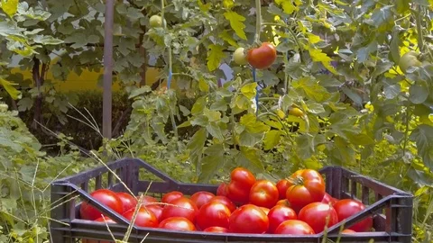 Picking tomatoes Stock Footage 77828085