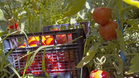 Picking tomatoes Stock Footage 77828144