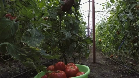 Picking tomatoes Stock-Footage 78483209