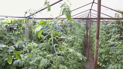 Picking tomatoes Stock-Footage 78483217