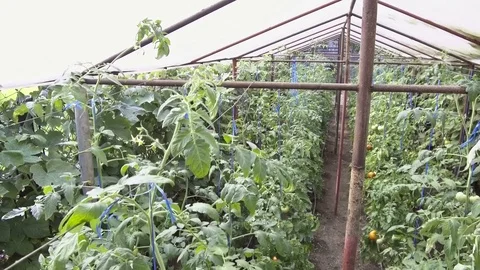 Picking tomatoes Stock Footage 78483230