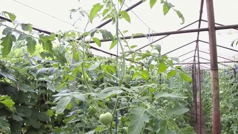 Picking tomatoes Stock-Footage 78483232