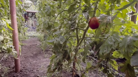 Picking tomatoes in greenhouse Stock Footage 66529413