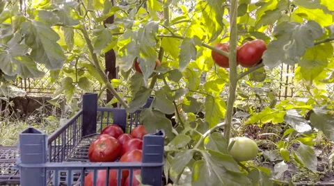 Picking tomatoes in greenhouse Stock Footage 66529434